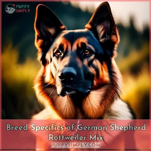 Breed Specifics of German Shepherd Rottweiler Mix