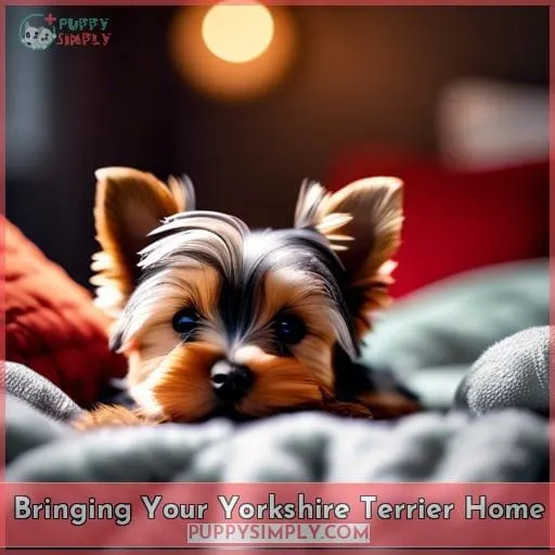 Bringing Your Yorkshire Terrier Home