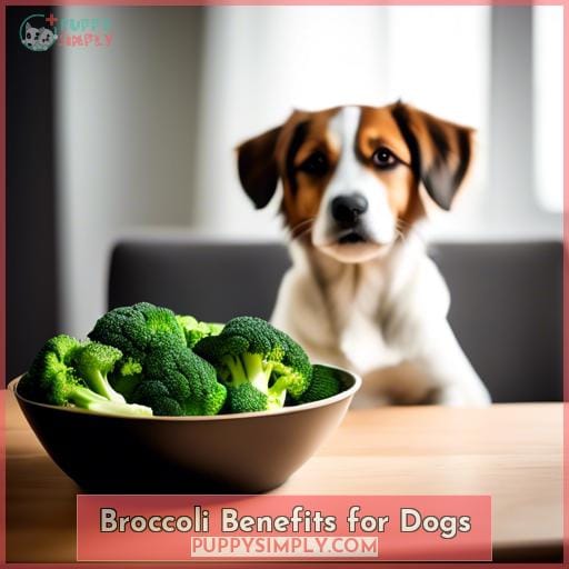 Broccoli Benefits for Dogs