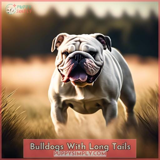 Bulldogs With Long Tails