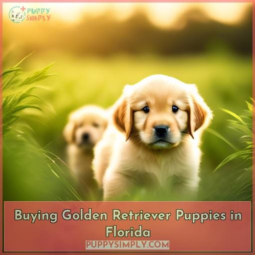 Buying Golden Retriever Puppies in Florida