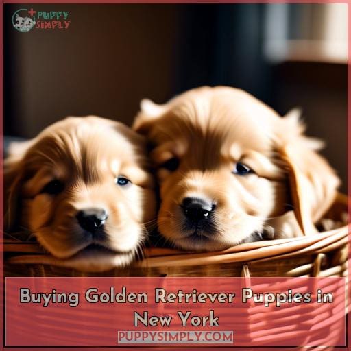 Buying Golden Retriever Puppies in New York