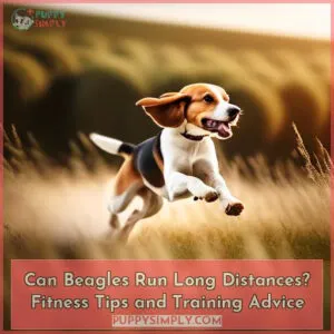 can beagles run long distances