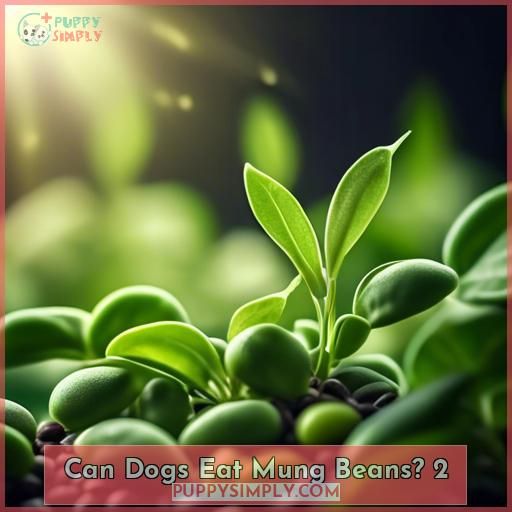Can Dogs Eat Mung Beans 2