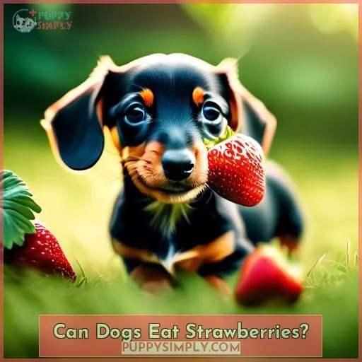 Can Dogs Eat Strawberries