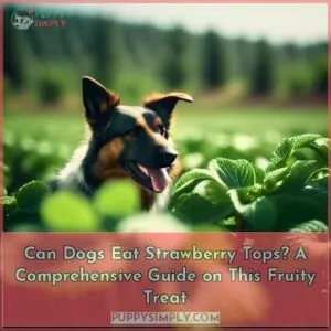 can dogs eat strawberry tops