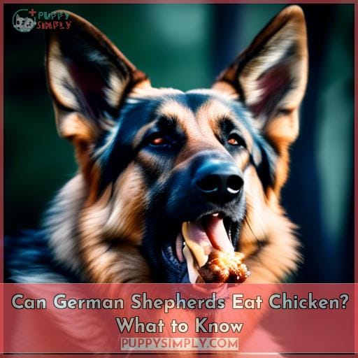 can german shepherds eat chicken can german shepherds eat chicken