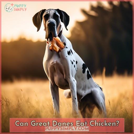 Can Great Danes Eat Chicken