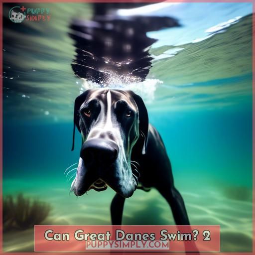 Can Great Danes Swim 2