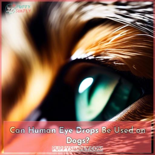 Can Human Eye Drops Be Used on Dogs
