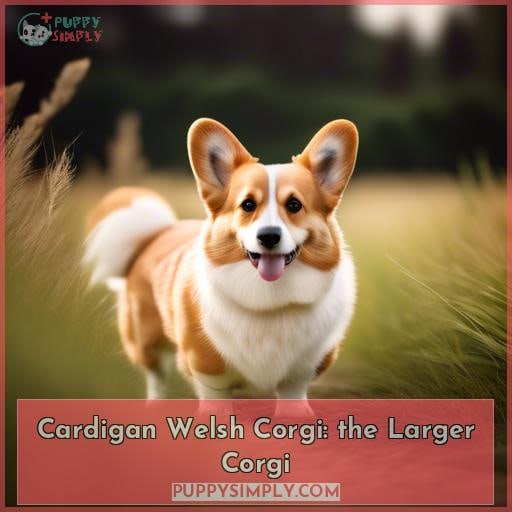 Cardigan Welsh Corgi: the Larger Corgi