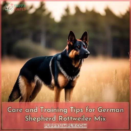 Care and Training Tips for German Shepherd Rottweiler Mix