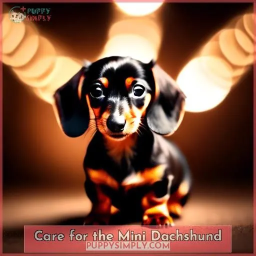 Care for the Mini Dachshund