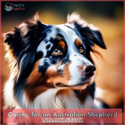 Caring for an Australian Shepherd