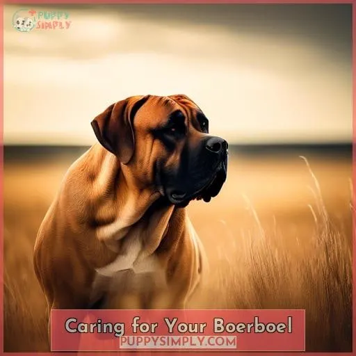 Caring for Your Boerboel