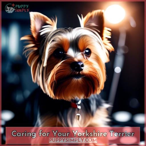 Caring for Your Yorkshire Terrier