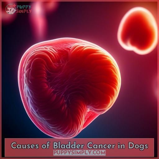 Causes of Bladder Cancer in Dogs