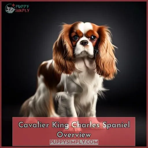 Cavalier King Charles Spaniel Overview