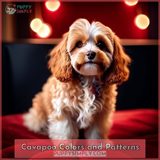 Cavapoo Colors and Patterns