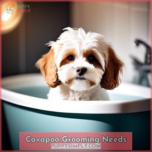 Cavapoo Grooming Needs