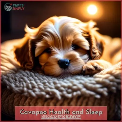 Cavapoo Health and Sleep