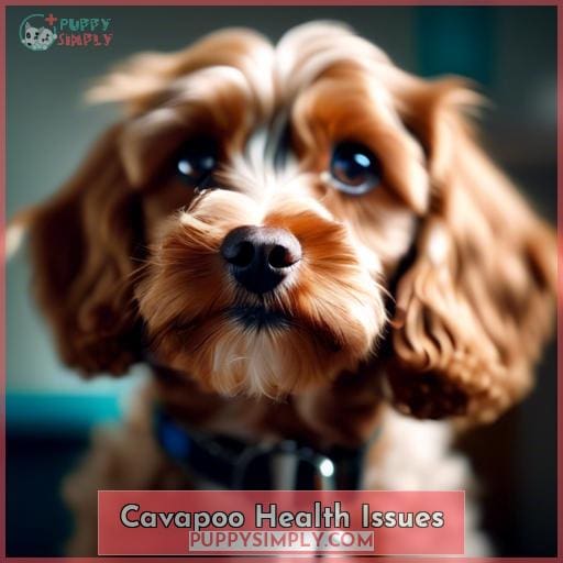 Cavapoo Health Issues Cavapoo Health Issues