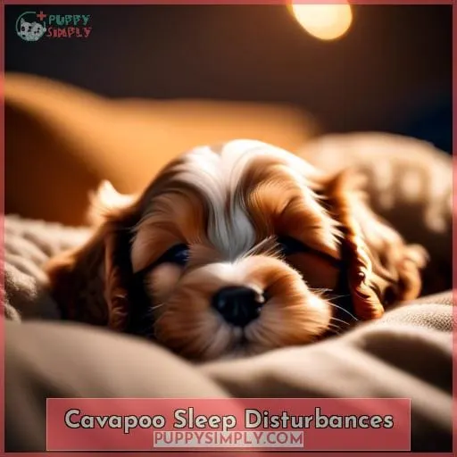 Cavapoo Sleep Disturbances
