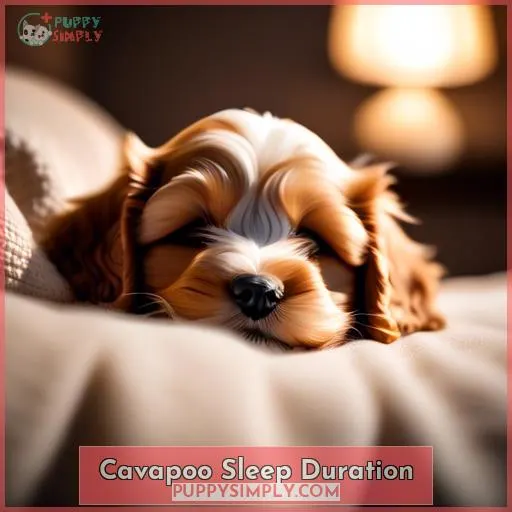 Cavapoo Sleep Duration