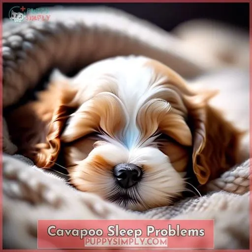Cavapoo Sleep Problems