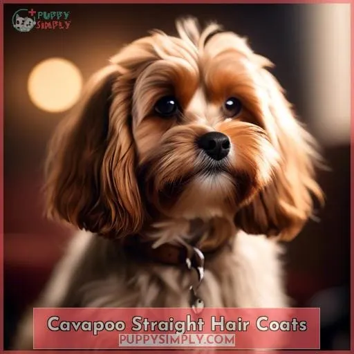 Cavapoo Straight Hair Coats