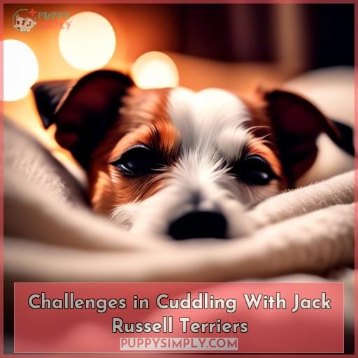 Challenges in Cuddling With Jack Russell Terriers