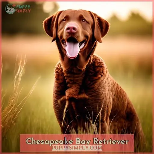 Chesapeake Bay Retriever