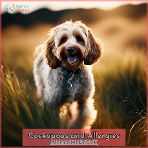 Cockapoos and Allergies