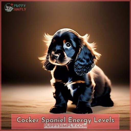 Cocker Spaniel Energy Levels Cocker Spaniel Energy Levels