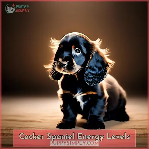 Cocker Spaniel Energy Levels