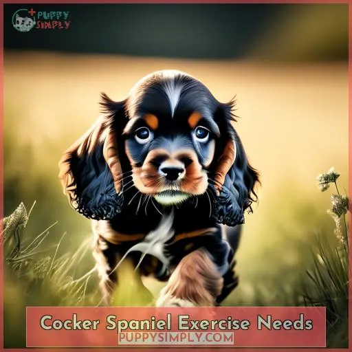 Cocker Spaniel Exercise Needs