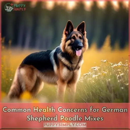 Common Health Concerns for German Shepherd Poodle Mixes