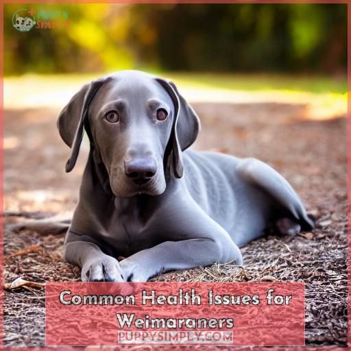 Common Health Issues for Weimaraners