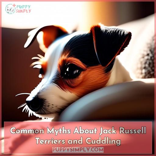 Common Myths About Jack Russell Terriers and Cuddling