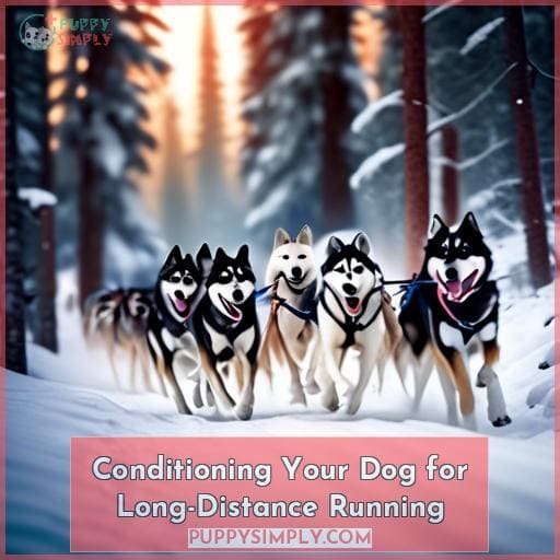 Conditioning Your Dog for Long-Distance Running