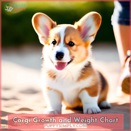 Corgi Growth and Weight Chart