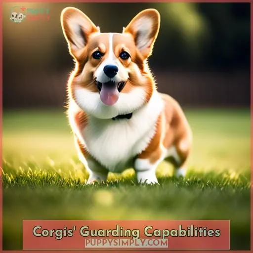 Corgis