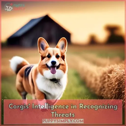 Corgis