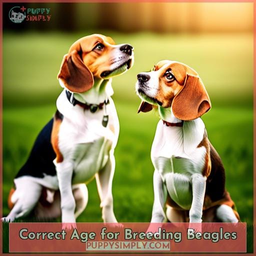 Correct Age for Breeding Beagles