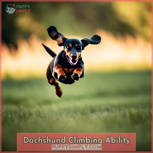 Dachshund Climbing Ability