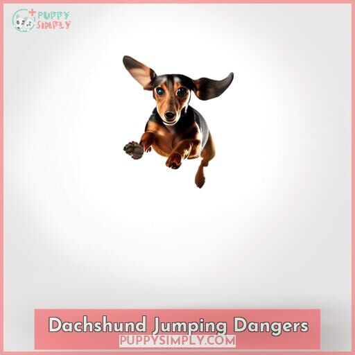Dachshunds How High Can They Leap? Safety, Dangers, and Surprising