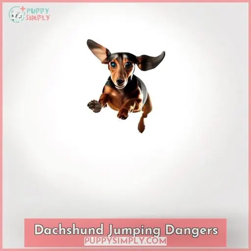 Dachshund Jumping Dangers