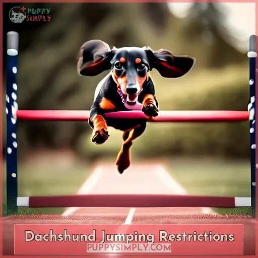 Dachshund Jumping Restrictions