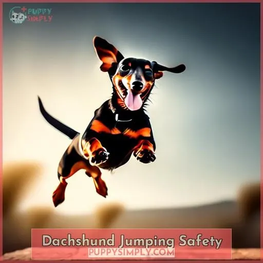 Dachshund Jumping Safety
