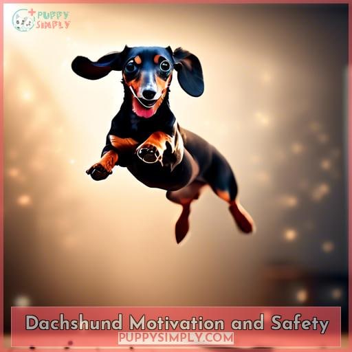 Dachshund Motivation and Safety